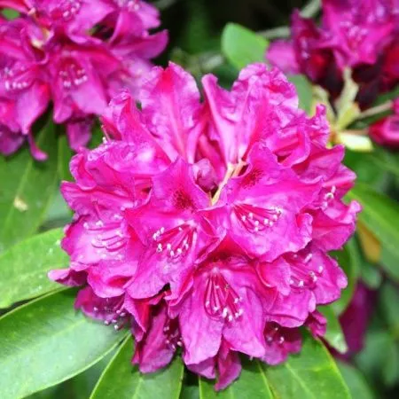 Рододендрон  Олд Порт