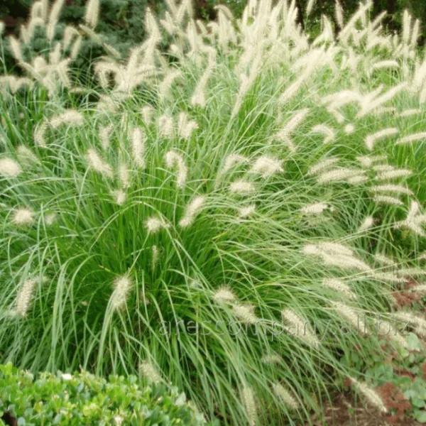 Пеннисетум лисохвостный Кассиан