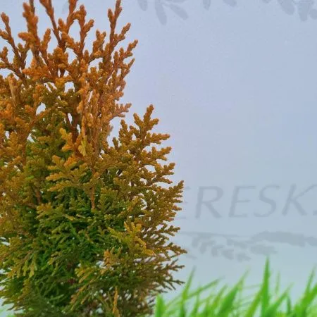 Туя Восточная Ауреа Нана