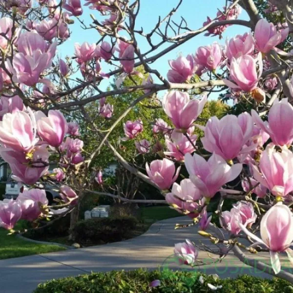 Магнолия Пинки