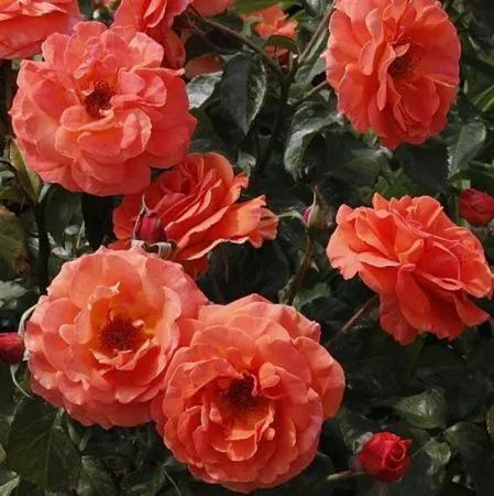 Роза флорибунда Таттон (Tatton)