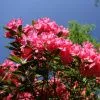 Азалия (рододендрон) японская Блаувс Пинк
