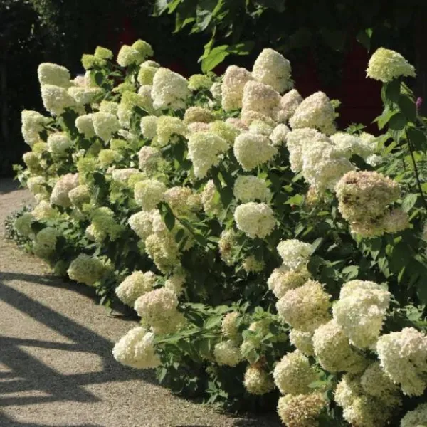 Гортензия метельчатая Геркулес