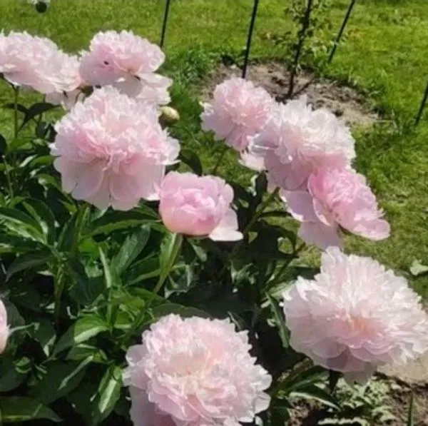 Пион молочноцветковый Печер