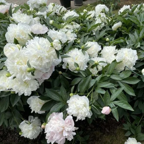 Пион молочноцветковый Дюшес де Немур