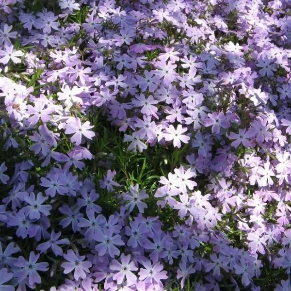 Флокс шиловидный Фабулос Блю Вайолет