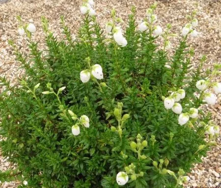 Дабеция кантабрийская Альберта Уайт