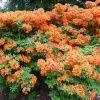 Азалия (Рододендрон) Кнап Хил Оранж