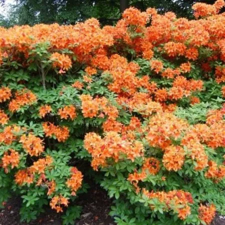 Азалия (Рододендрон) Кнап Хил Оранж