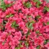 Азалия (рододендрон) Гейша Роза