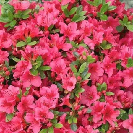 Азалия (рододендрон) Гейша Роза