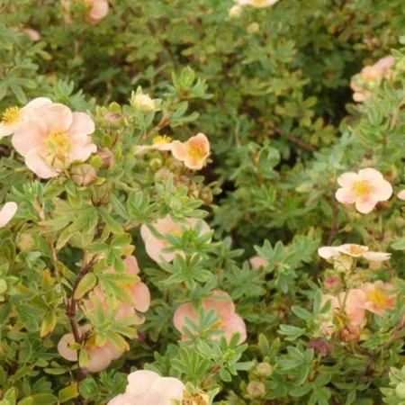 Лапчатка кустарниковая Дейдаун