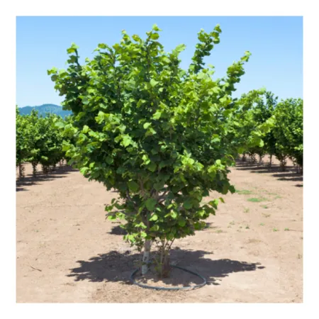 Лещина Тонда ди Джиффони 