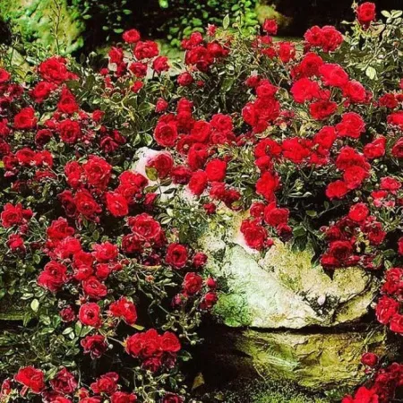 Роза почвопокровная Ред Фейри (Rosa Red The Fairy)