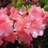 Азалия (рододендрон) японская Блаувс Пинк