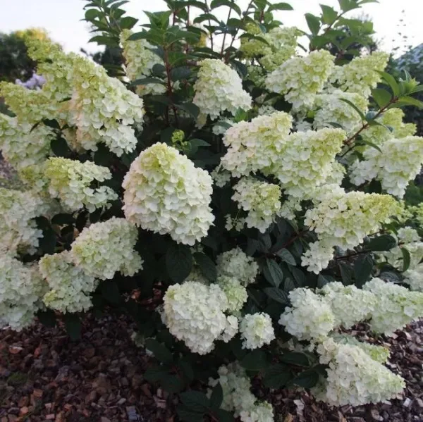 Гортензия метельчатая Скайфолл