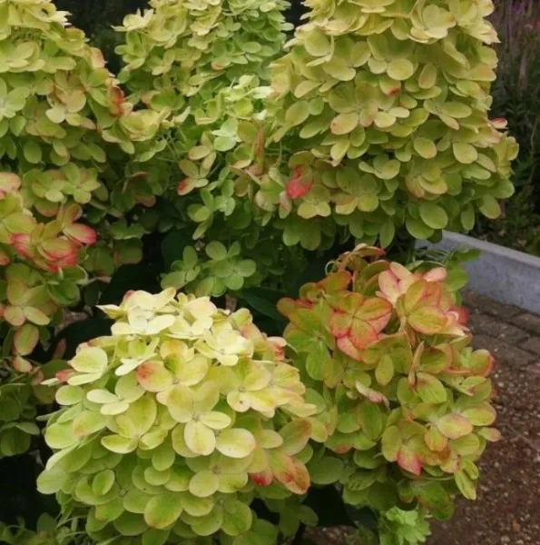 Гортензия метельчатая Граффити