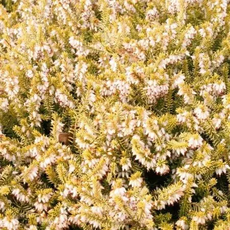 Эрика дарленская Голден Пёрфект