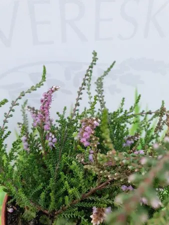 Вереск обыкновенный Кармен