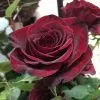 Роза чайно-гибридная Блэк Мэджик (Black Magic)