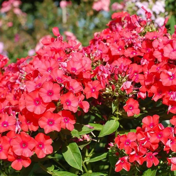 Флокс метельчатый Оранж Перфекшн