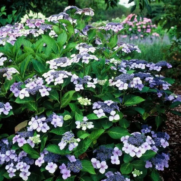 Гортензия пильчатая Блюберд