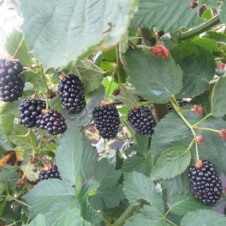 Ежевика Натчез 