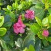 Азалия Японская Розинетта