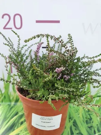 Вереск обыкновенный Кармен