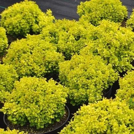 Барбарис  Тунберга Голден Карпет