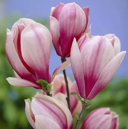 Магнолия Ред Лаки