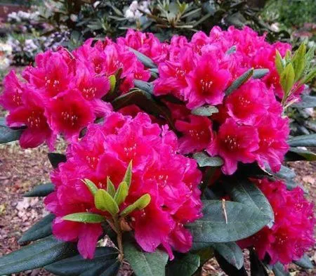 Рододендрон Хеллики