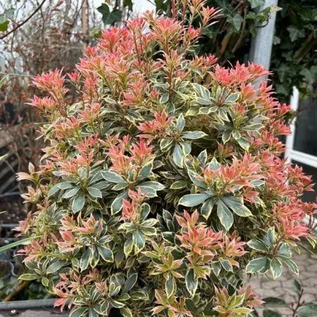 Пиерис японский Литл Фрости