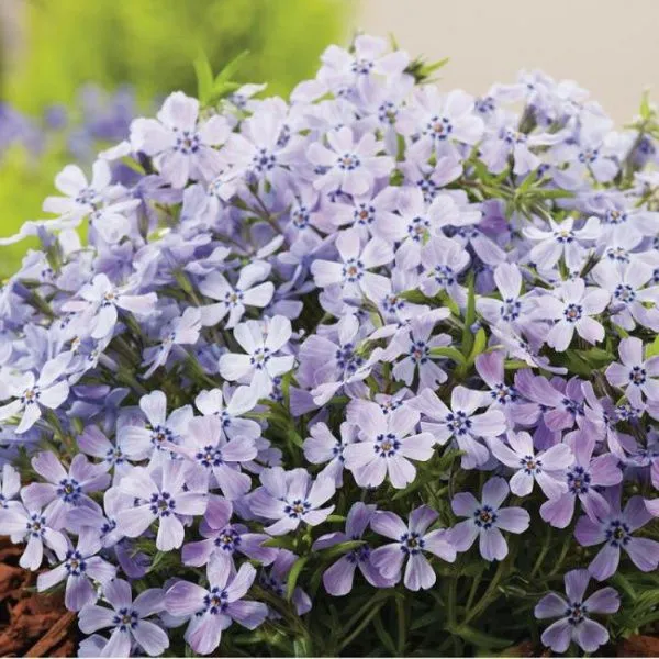 Флокс шиловидный Фабулос Блю Вайолет