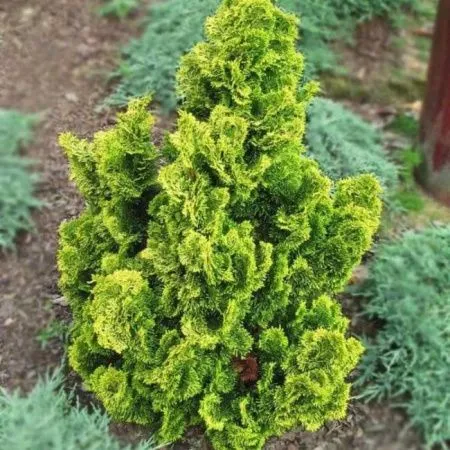 Кипарисовик тупой Аврора