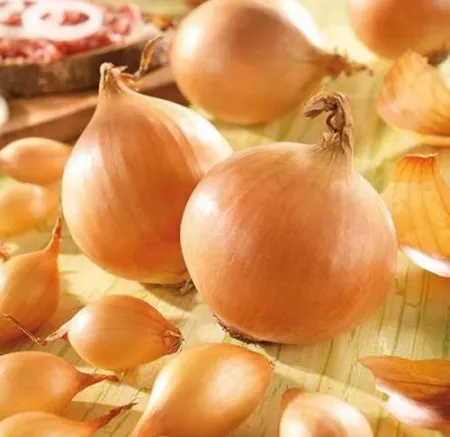Лук-севок Коррадо (10-21мм) 1 кг