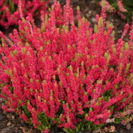 Вереск обыкновенный Дарк Бьюти