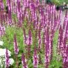 Шалфей дубравный Роуз Квин