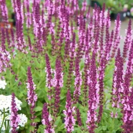 Шалфей дубравный Роуз Квин