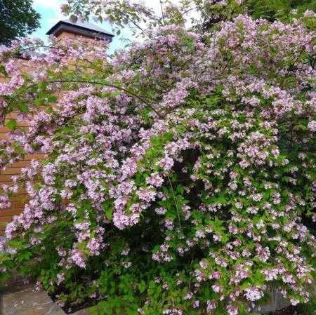 Кольквиция Прелестная