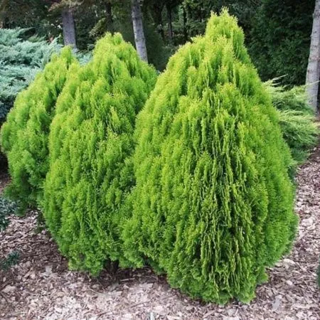 Туя Восточная Ауреа Нана