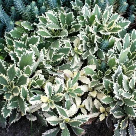 Арабис Кавказский Вариегата