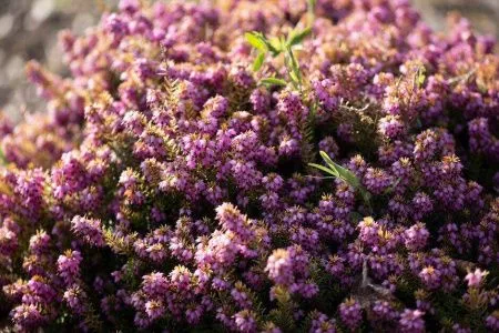 Эрика дарленская Мери Хелен