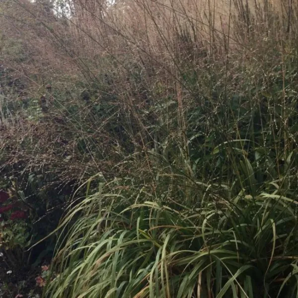 Молиния голубая Блэк Арроу