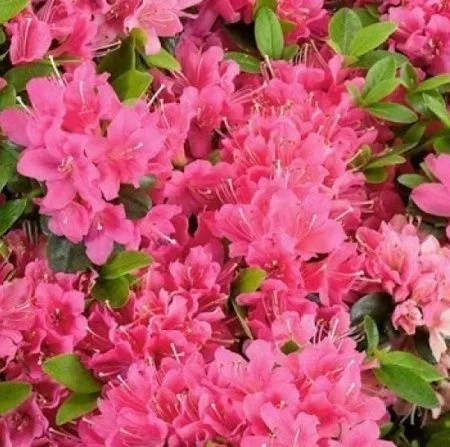 Азалия (рододендрон) Гейша Роза