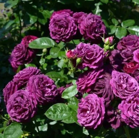 Роза флорибунда Мистерьез (Mystérieuse)