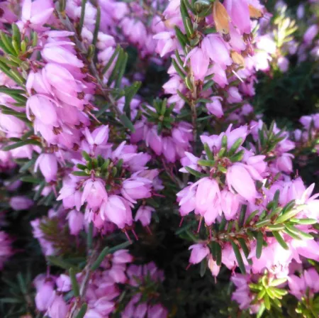 Эрика травянистая Праекокс Рубра