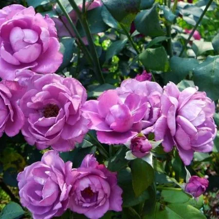 Роза флорибунда Дойче Велле (Deutsche Welle)