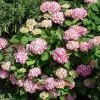 Гортензия крупнолистная Букет Роуз