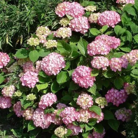 Гортензия крупнолистная Букет Роуз